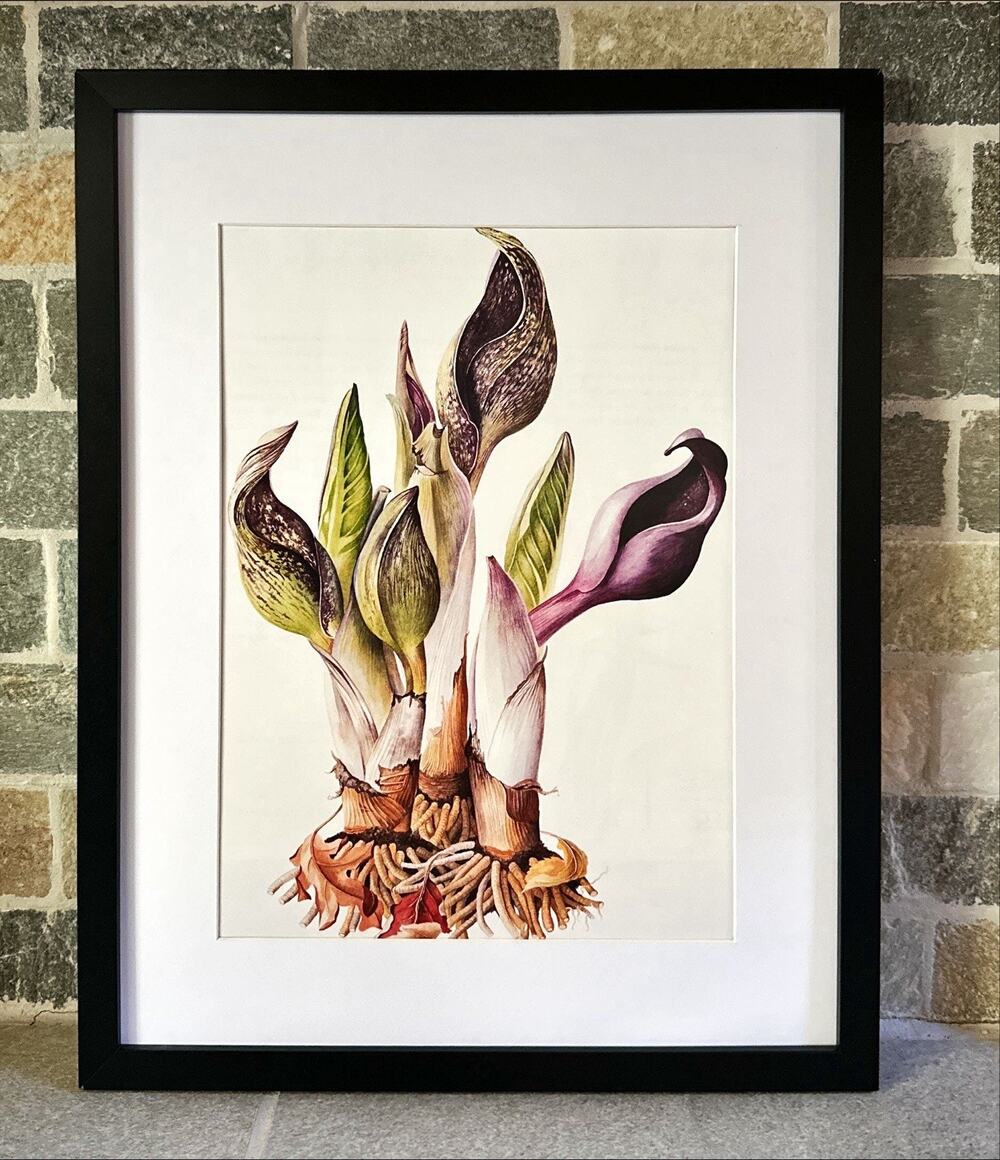 Framed Botanical Wall Art 11x14